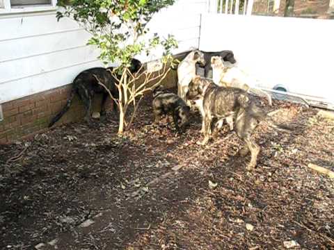 irish wolfhound