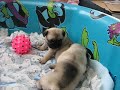 Pug Puppies!!!!!!!! So Cute! Pug Puppies!!!!!!!! So Cute!