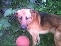 Un petit vidéo fait a partir de ma caméra photo numérique. Pour m'amuser.