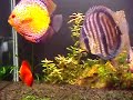 Algas em meu aquário plantado de Discus... 