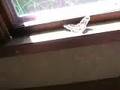 Huge Cecropia Moth