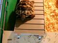 Starke Schildkröte