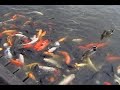 Crazy Koi Fish Crazy Koi Fish