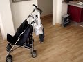 Pitu, el carrito de los helaos