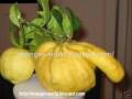Weird plants