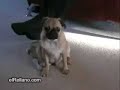 Perro que se duerme de pie, menuda risa!!!!