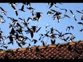 um fado da autoria de frederico de brito e de m�rio silva, na voz da saudosa herm�nia silva
