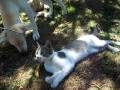 mere_y_lince