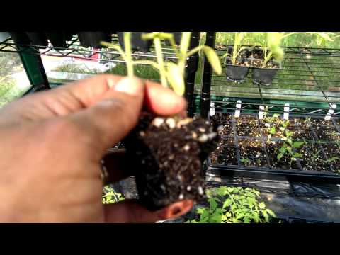 how to transplant large plants