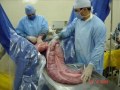 CLINICA DE EQUINOS ITAPEMA CLINICA DE EQUINOS ITAPEMA