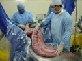 CLINICA DE EQUINOS ITAPEMA