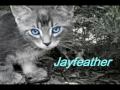 Elemental Cats Casting Call - Voices Needed! (*Please Read Description*)