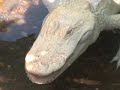 An Alligator so bright, you gotta wear shades Alligators are just plain cool. Add there extremely rare albino gene, and you have an unbelievably cool and beautiful alligator. Check out Jeff the Zoo Guy as he explains why an albino alligator isn't as tough as he looks. This is truly something you don't see every day.