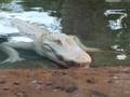 Albino Alligator
