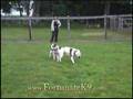 Olde English Bulldogges - Play Time at Fortunate K