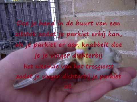 parkiet tam maken