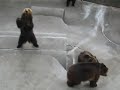 Hokkaido Bears 北海道熊牧場
