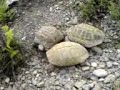Struggle of the tortoises Struggle of the tortoises