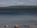 Swallows-Manitoulin Island