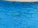 Delfin-Show im Loro Parque, Teneriffa