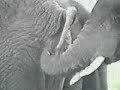 Elefante affamato