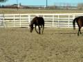 Bellas first ride 008