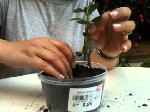 how to transplant adenium obesum