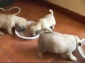 cucciolotti di carlino - pug