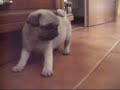 cucciolotti di carlino - pug