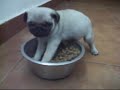 cucciolotti di carlino - pug