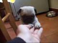 cucciolotti di carlino - pug