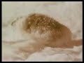 lemmings jumping of cliffs. some think its sad but it's part of their nature.