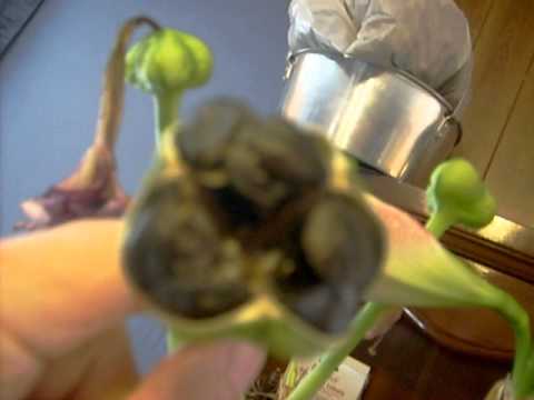 how to harvest gladiolus seeds