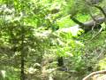 ZIUA 3 EXPEDITIA SCOLARA 2008  AM COBORAT DE PE PIATRA SINGURATICA SI MERGEM LA CABANA RACIUTVS1