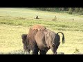 Grizzly -Bison Standoff