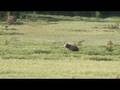 Grizzly -Bison Standoff