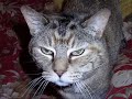 Ginnys Cats