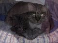 Ginnys Cats