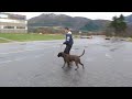 Chance and I, showtraining