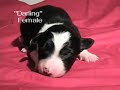 border collie puppies one week at darnfar com