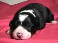 Border Collie Puppies One Week at DarnFar.com Border Collie Puppies One Week at DarnFar.com