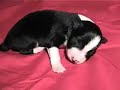 border collie puppies one week at darnfar com