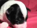 Border Collie video