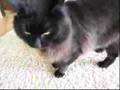 しゃべるねこ、しおちゃんの「げんき」が言えない。