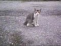 Kucing terbiar Kucing terbiar
