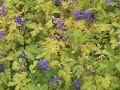 Dan Heims, Terra Nova Nurseries