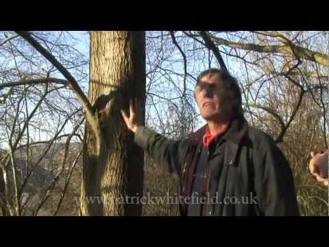 how to identify an elm tree