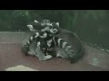 Philadelphia Zoo Ringtailed Lemur Pile Philadelphia Zoo Ringtailed Lemur Pile