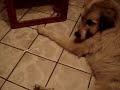 More Chewing
