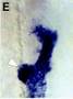Analysis of pancreatic development in transgen zebrafish